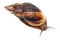 Lissachatina albopicta typ 4 adult